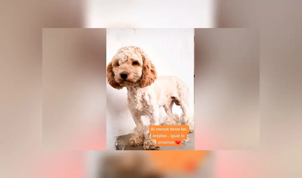 Desliza las imágenes para ver el drástico cambio que experimentó este presunto cachorro cocker spaniel. Foto: cristinayh/TikTok Desliza las imágenes para ver el drástico cambio que experimentó este presunto cachorro cocker spaniel. Foto: cristinayh/TikTok