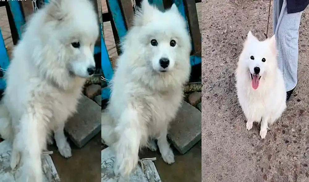 Desliza las imágenes para conocer a Yuan Yuan, el perrito que iba a ser sacrificado y su carne vendida en un mercado chino. Foto: TikTok