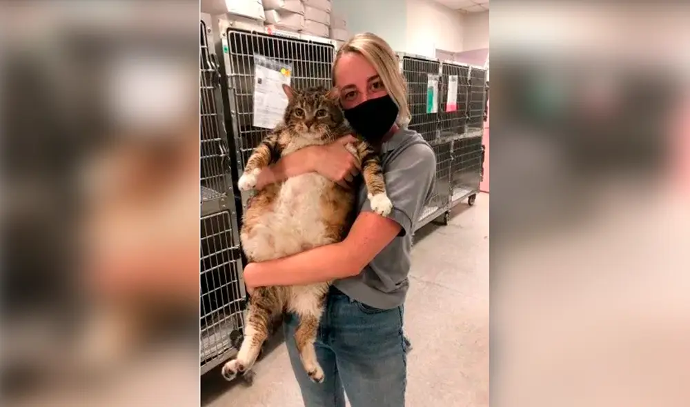 Facebook - gato Facebook - gato