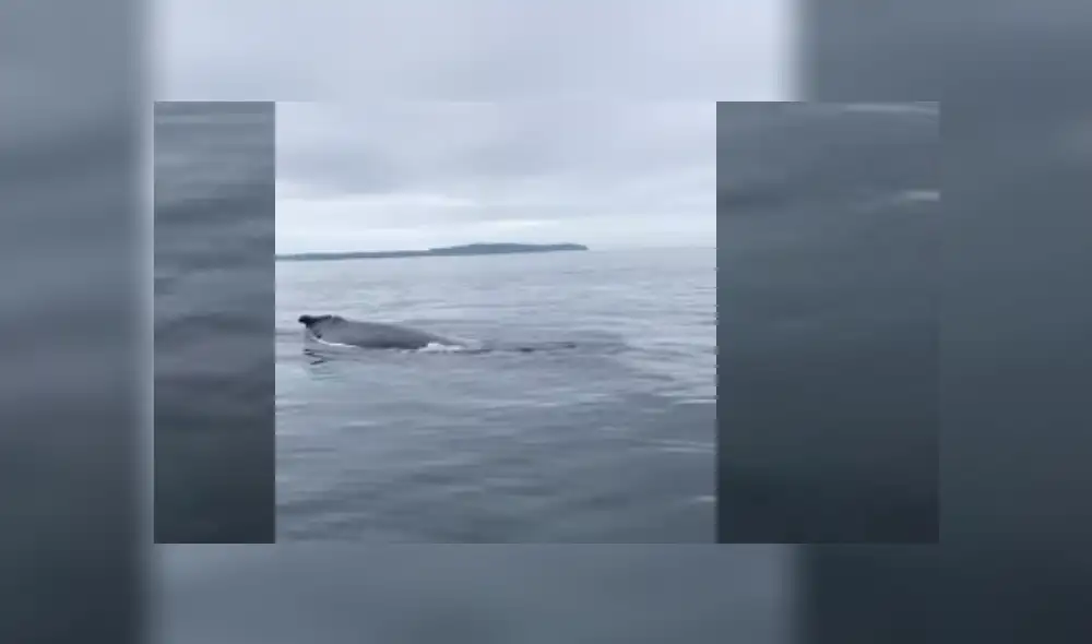 Desliza hacia la izquierda para ver más del video viral. Fotocaptura: YouTube