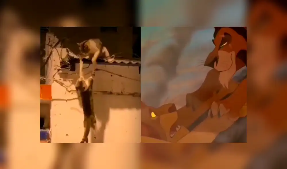 Ambos felinos luchaban por quedarse con el techo de una vivienda: Foto: andrewbarahona5 / TikTok