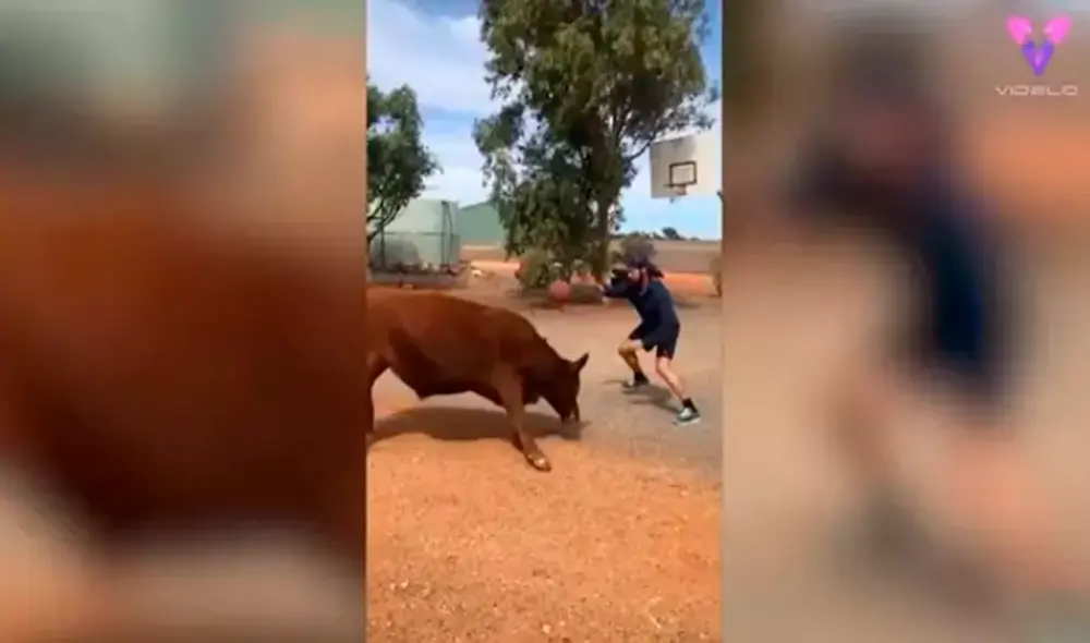 Desliza hacia la izquierda para ver las divertidas escenas del toro jugador de baloncesto. Foto: captura de YouTube