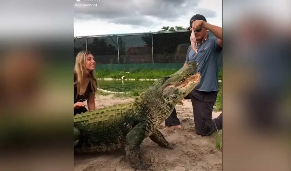 Desliza las imágenes para ver la singular escena que protagonizó este furioso reptil al no poder disfrutar de su comida. Foto: Captura de Tiktok/Christopher Gillette Desliza las imágenes para ver la singular escena que protagonizó este furioso reptil al no poder disfrutar de su comida. Foto: Captura de Tiktok/Christopher Gillette
