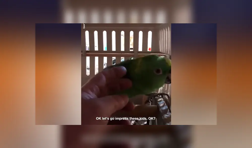 Piensa que bebé fue enjaulado, se acerca y descubre algo totalmente inesperado [VIDEO] 