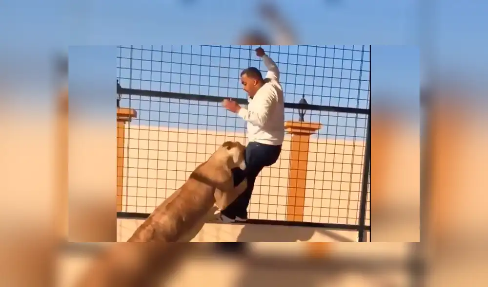 YouTube viral: le hacen creer que era una tierna leona, ingresa a jaula para tomarse foto y sucede lo peor. YouTube viral: le hacen creer que era una tierna leona, ingresa a jaula para tomarse foto y sucede lo peor.