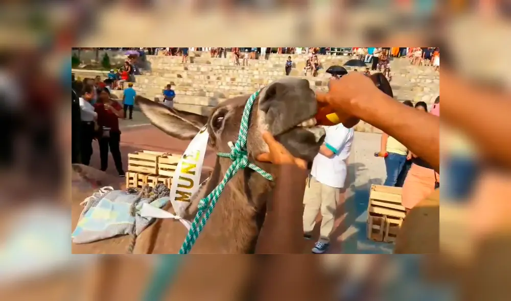 Indignante: pobladores obligan a burro a beber cerveza por la nariz [VIDEO]  