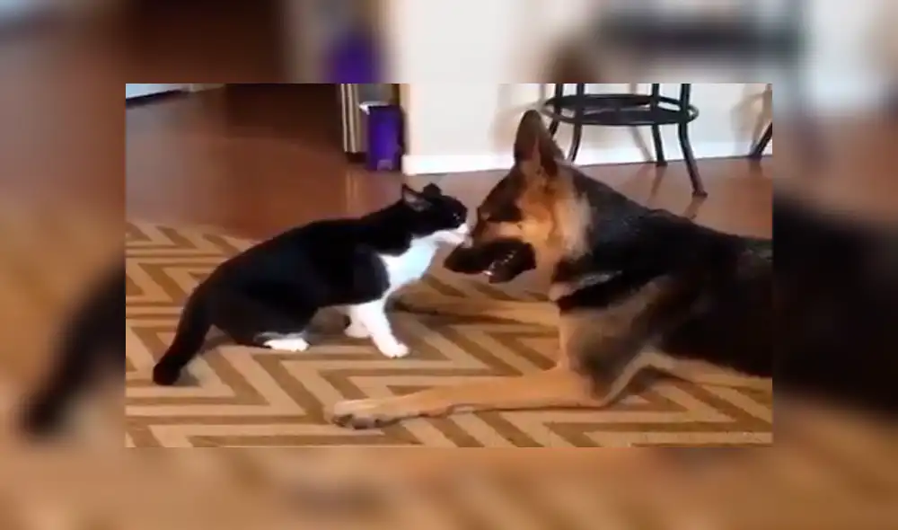 Facebook viral: gato acepta a perro adoptado por sus dueños con un tierno beso [VIDEO]
