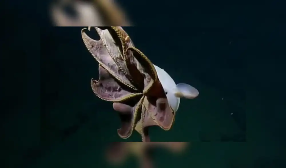 YouTube: científicos graban extraño pulpo “Dumbo” en las profundidades del mar de California [VIDEO]