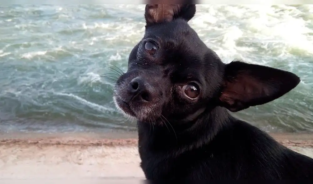 Perro gana fortuna en concurso de Facebook y ladrones intentan robar su dinero [VIDEO]