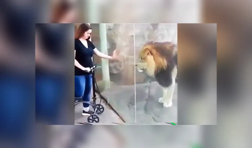 Facebook: fiero león ve a mujer embarazada y su reacción asombra VIDEO]