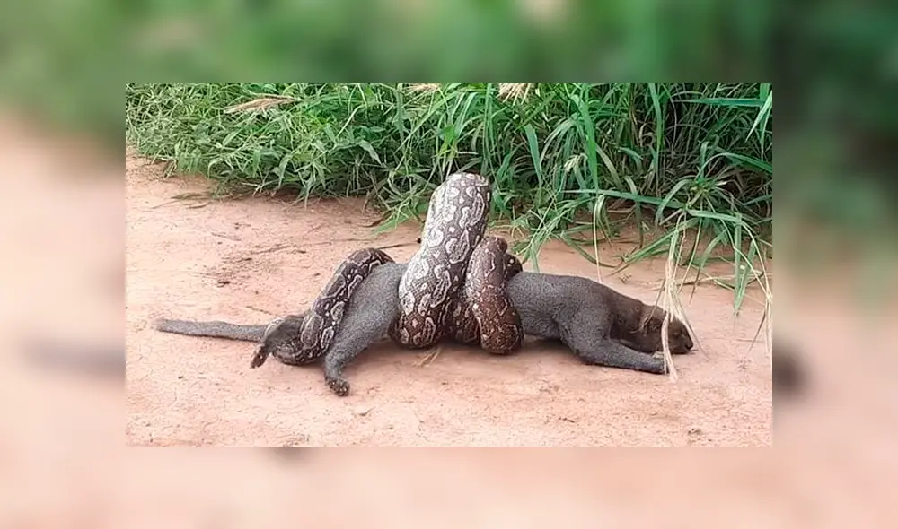 Desliza hacia la izquierda para ver el feroz ataque de una serpiente lampalagua a un puma. Escena viral de Facebook. Desliza hacia la izquierda para ver el feroz ataque de una serpiente lampalagua a un puma. Escena viral de Facebook.