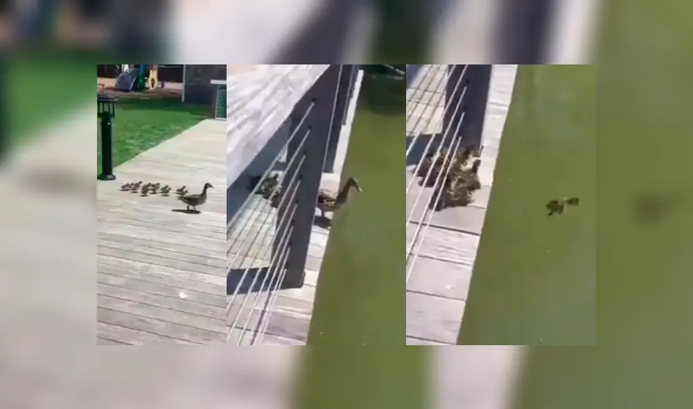 Video es viral en YouTube. Turistas grabaron la peculiar hazaña de los patos recién nacidos cuando se dejaban guiar por su madre