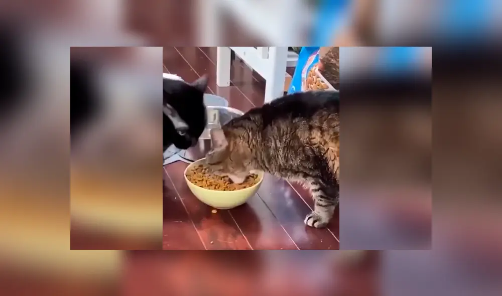 Desliza las imágenes para observa el comportamiento de un gato para impedir que su ‘amigo’ le quite su comida. Foto: Captura.