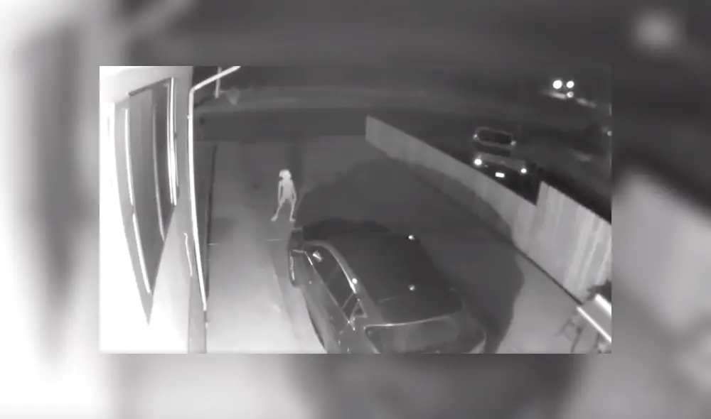 Facebook viral: Terrorífica criatura genera pánico tras ser captada por cámara de seguridad [VIDEO]