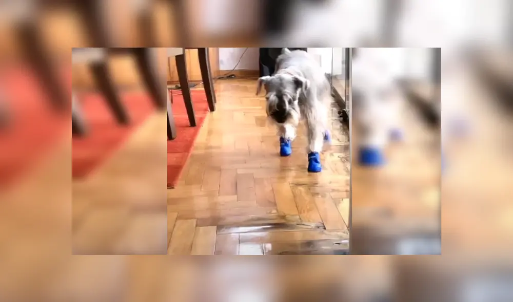 Desliza las imágenes para ver más sobre este curioso perrito que conmovió a miles en redes sociales. (Foto: captura) Desliza las imágenes para ver más sobre este curioso perrito que conmovió a miles en redes sociales. (Foto: captura)