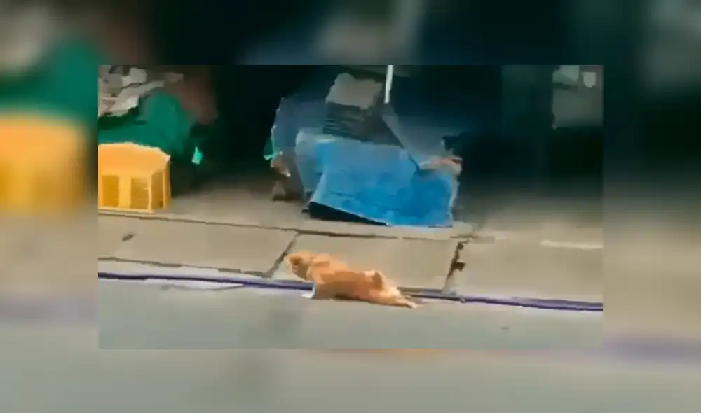 Facebook viral: Chico se conmueve de perro callejero, le invita comida y ocurre lo inesperado