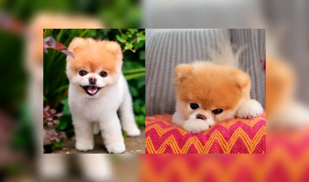 Instagram: murió Boo, el perro más lindo del mundo, que será recordado por estas tiernas fotos