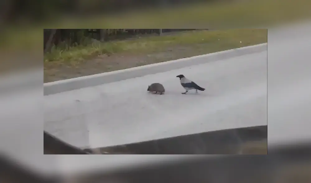 Desliza las imágenes hacia la izquierda para conocer la noble acción de un pájaro para salvar la vida de un erizo.