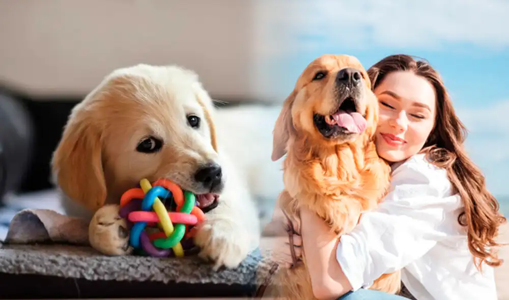 Conoce cuáles son los nombres más bonitos para perros, hembras y machos. Foto: composición LR/Mascota fiel/ PetDarling Conoce cuáles son los nombres más bonitos para perros, hembras y machos. Foto: composición LR/Mascota fiel/ PetDarling