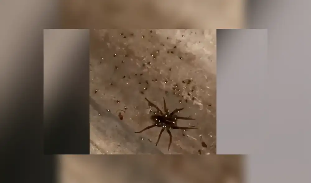 YouTube viral: encuentra misteriosa criatura que ‘brilla’ en la oscuridad y queda aterrado al descubrir que tenía cientos de crías YouTube viral: encuentra misteriosa criatura que ‘brilla’ en la oscuridad y queda aterrado al descubrir que tenía cientos de crías