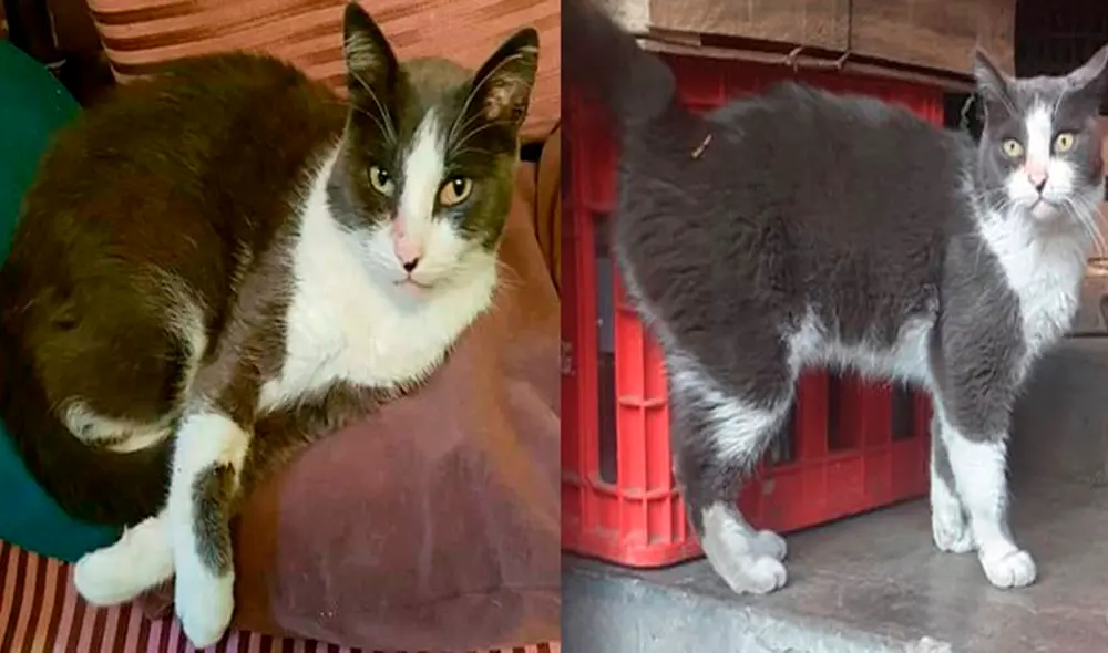 Facebook - gatos - animales