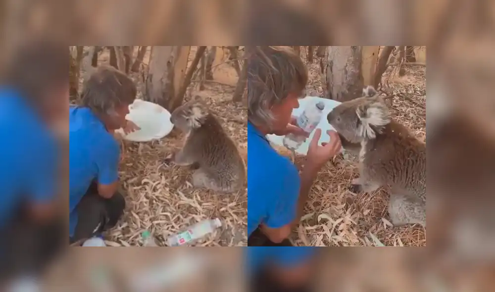 YouTube viral: felicitan a hombre que le dio agua a koala sediento víctima de la ola de calor [VIDEO]