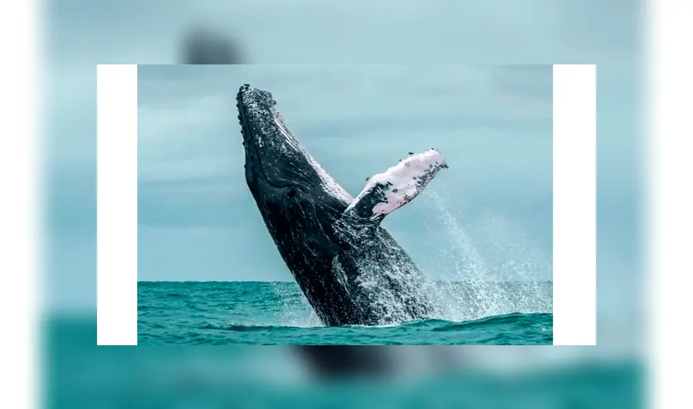 Graban terrorífico momento en que ballena devora a lobo marino que se alejó de su manada [VIDEO] 