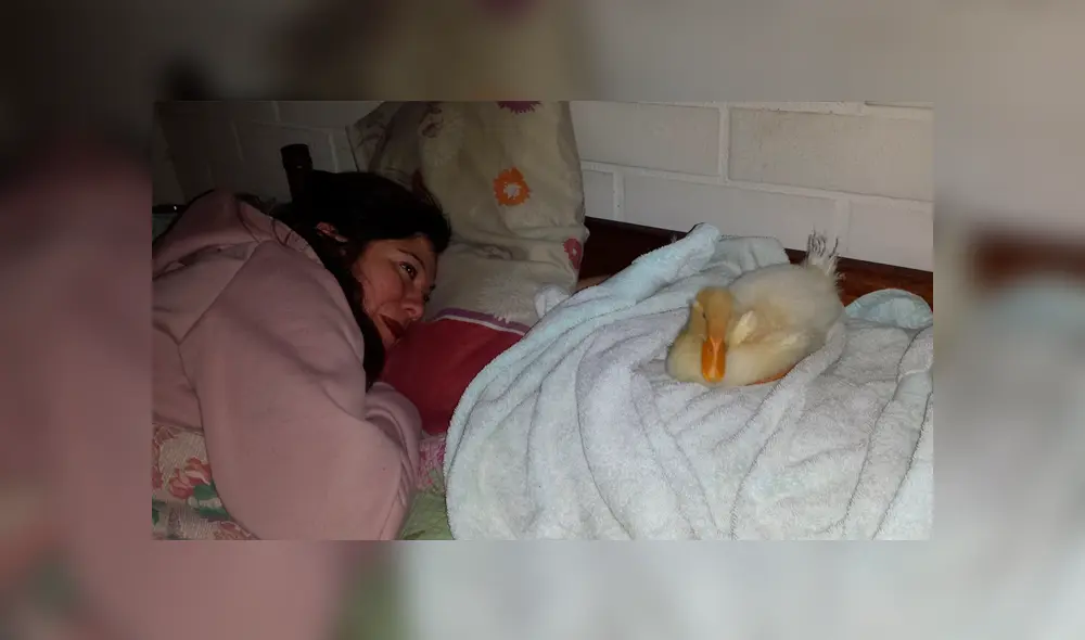 Desliza para ver el cambio de este pato que se volvió 'famoso' en Facebook. Foto: Captura. Desliza para ver el cambio de este pato que se volvió 'famoso' en Facebook. Foto: Captura.