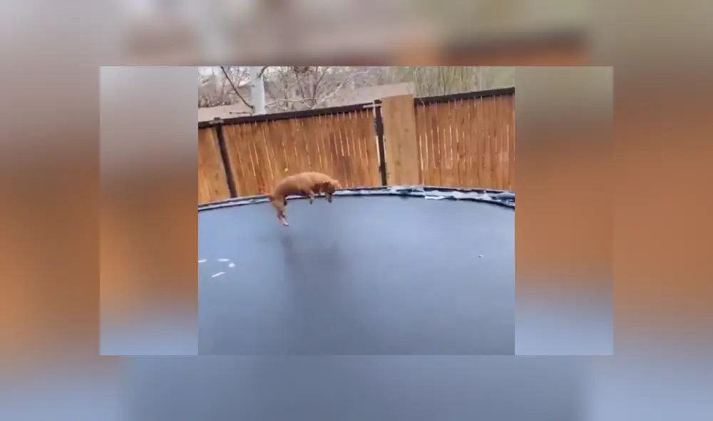 Desliza a la izquierda para conocer más sobre este nuevo video viral que ha sorprendido a miles de usuarios en Facebook. Foto: Captura.