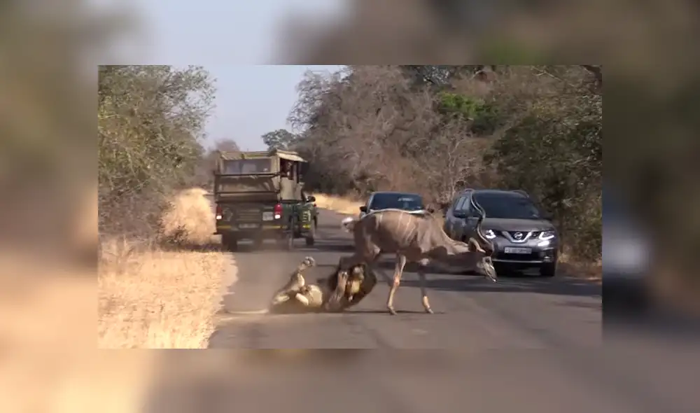 Vía YouTube. Turistas compartieron la impresionante escena de la que fueron testigos durante un recorrido en su camioneta por un parque de Sudáfrica Vía YouTube. Turistas compartieron la impresionante escena de la que fueron testigos durante un recorrido en su camioneta por un parque de Sudáfrica