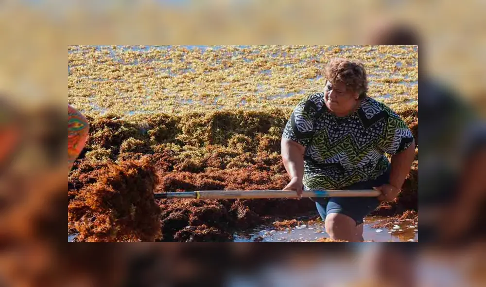 ¿Cómo afecta el sargazo al medio ambiente y en qué beneficia a los pescadores peruanos?