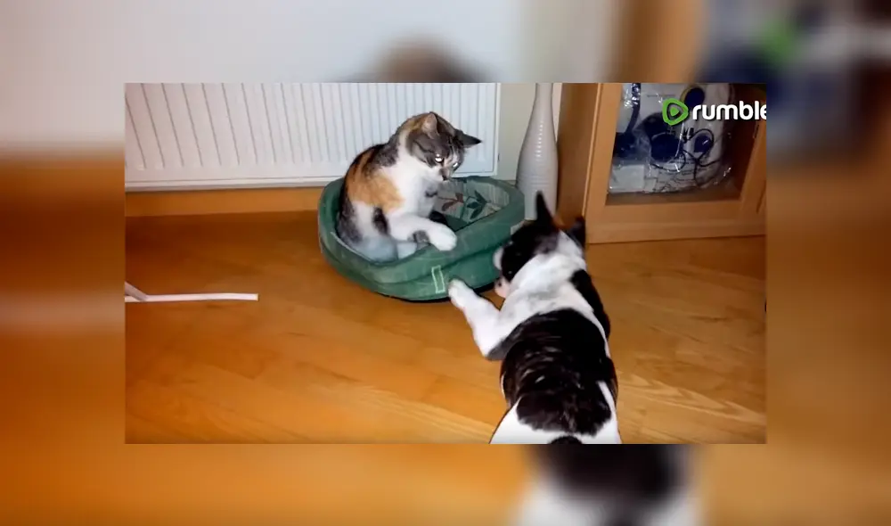 Perro bebé pelea con gato por su cama y desenlace enternece a todos [VIDEO] 