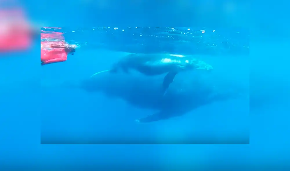 En YouTube, un sujeto captó el preciso momento que su esposa se encontró ‘cara a cara’ con una ballena jorobada. En YouTube, un sujeto captó el preciso momento que su esposa se encontró ‘cara a cara’ con una ballena jorobada.