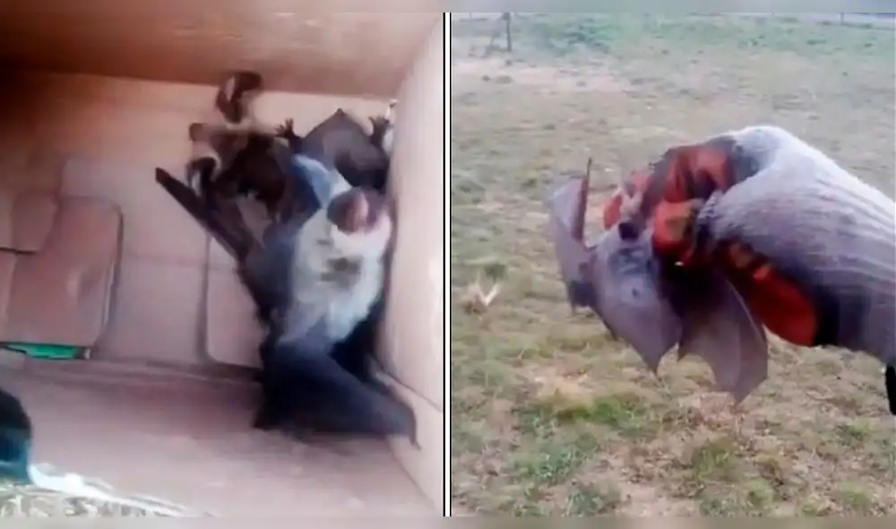 Puno. Murciélagos causan temor entre pobladores de Zepita. Foto: Captura video Facebook