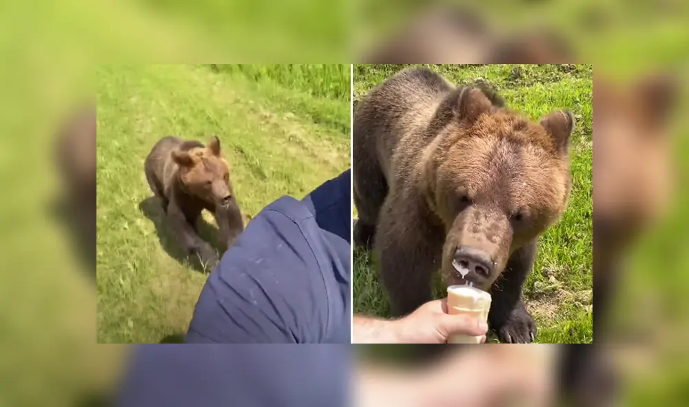 En las redes se hizo viral una escena en la que un oso persigue a un joven para arrebatarle su helado. Foto: YouTube En las redes se hizo viral una escena en la que un oso persigue a un joven para arrebatarle su helado. Foto: YouTube