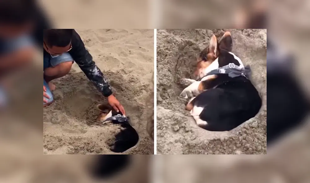 Desliza las imágenes hacia la izquierda para conocer el susto que se llevaron unos jóvenes al descubrir a un perro en la arena.