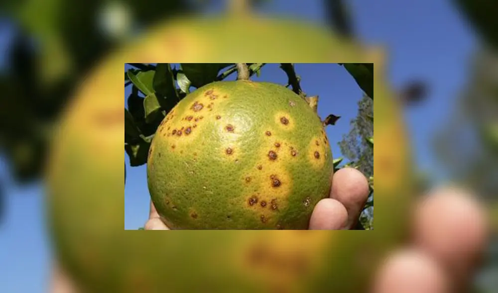 Consecuencia del Dragón amarillo en cítricos Consecuencia del Dragón amarillo en cítricos