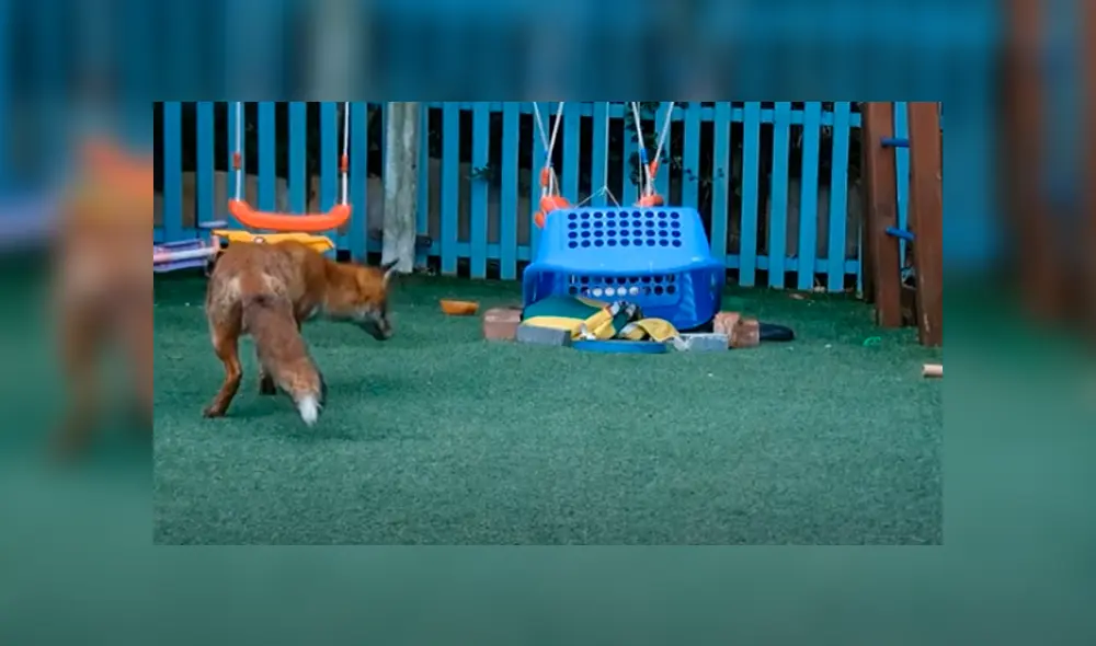 Desliza las imágenes para apreciar al indefenso animal que se escondió en el jardín de una casa al separarse de su madre. Foto: Caters Clips.