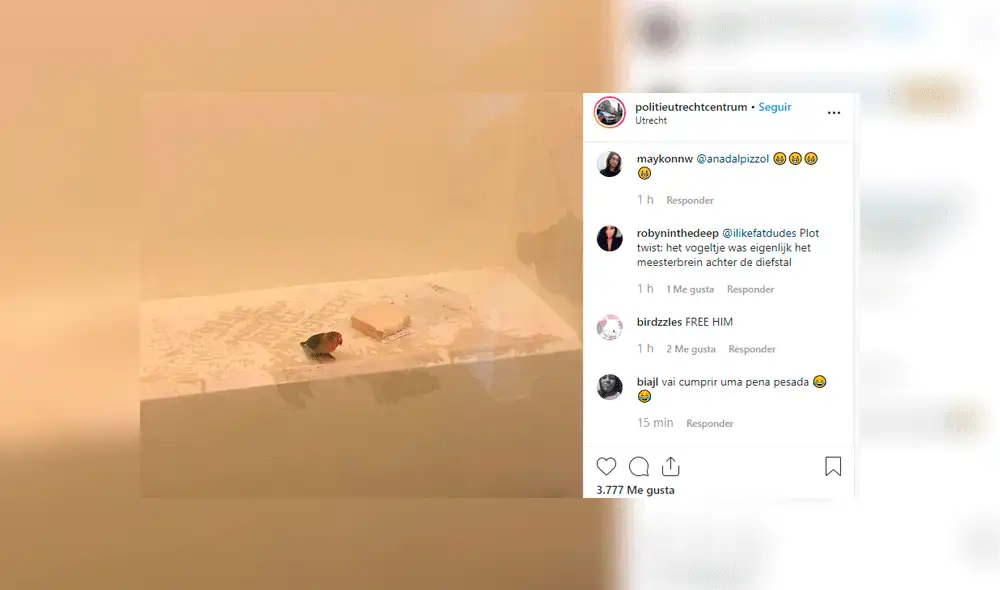 Pájaro es detenido por la Policía al ser “cómplice” del robo a una tienda