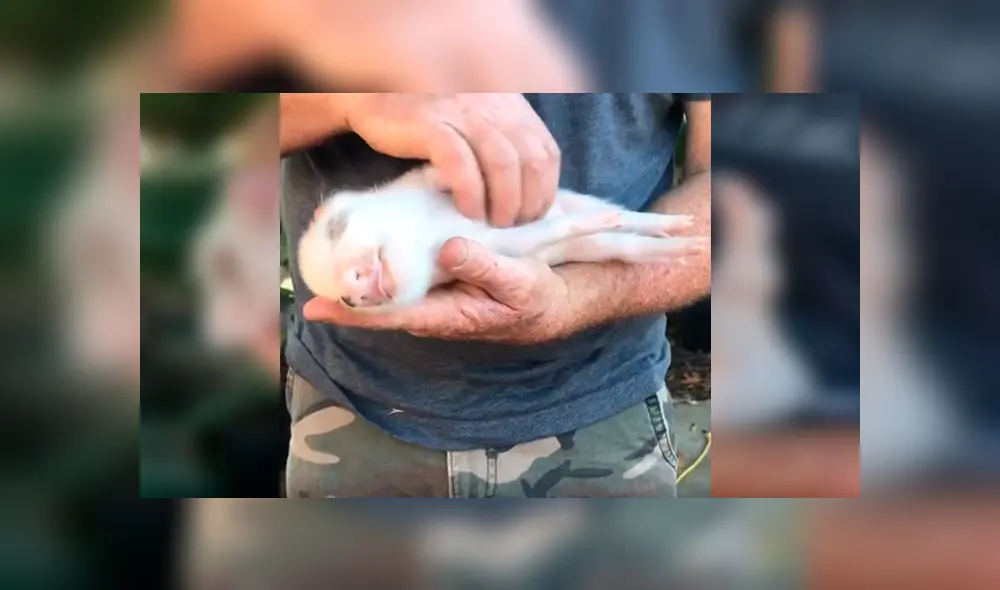 En Facebook, un hombre aplicó un ingenioso método para hacer dormir a su mascota y sorprendió a miles.