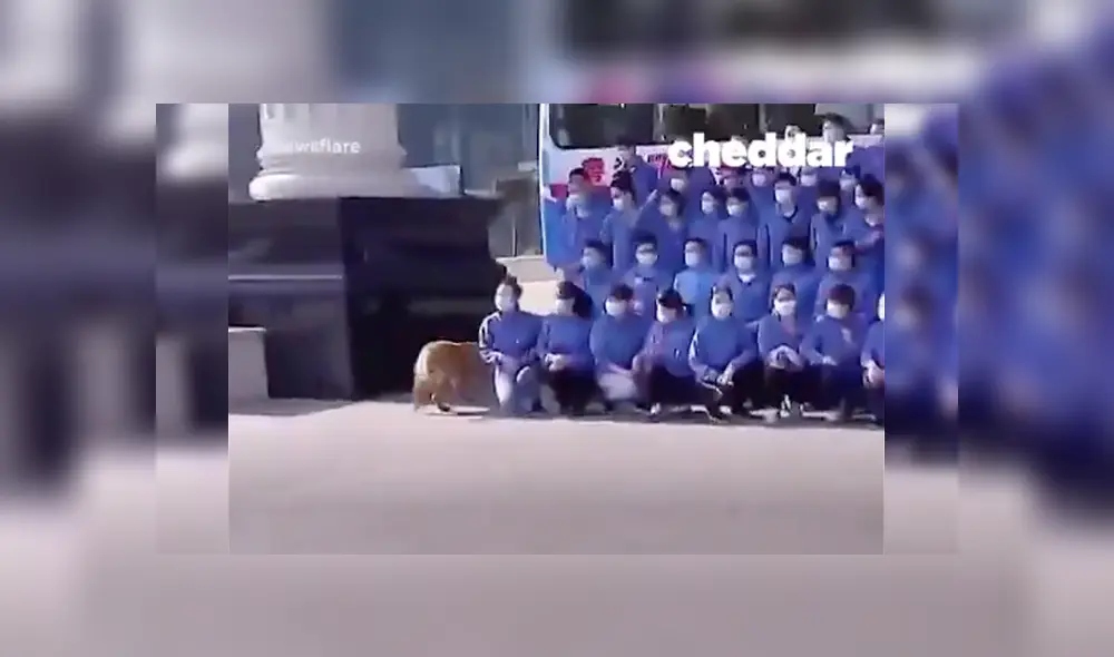 Perro se volvió viral al robarse los corazones de los usuarios tras negarse a separarse de sus amigos. Perro se volvió viral al robarse los corazones de los usuarios tras negarse a separarse de sus amigos.