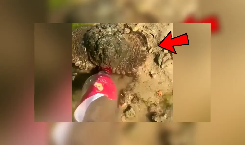 YouTube viral: se topa con misteriosa ‘piedra’ en charco de agua, se acerca y descubre algo insólito YouTube viral: se topa con misteriosa ‘piedra’ en charco de agua, se acerca y descubre algo insólito