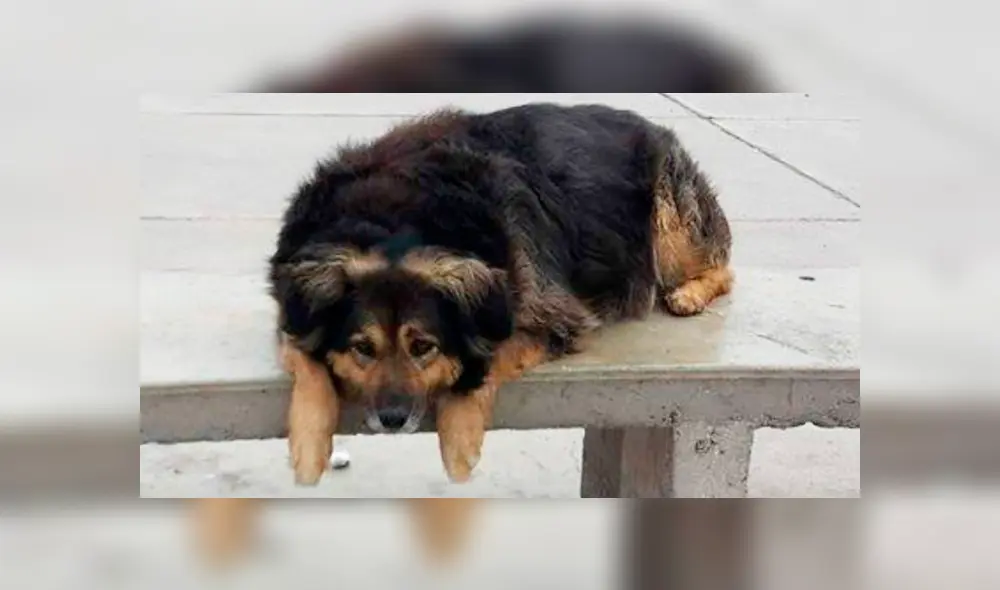 Falleció 'Perrovaca', la famosa mascota de la Universidad San Marcos