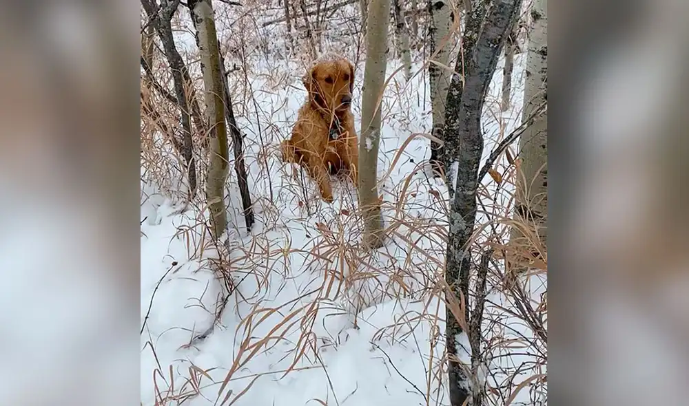 Desliza las imágenes para ver la valiente acción de un perro al encontrar a un animal que estaba enterrado en la nieve. Foto: captura de YouTube