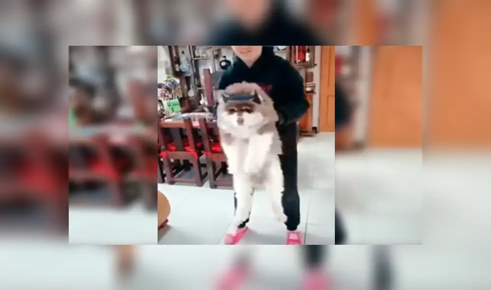 Facebook viral: grabó crecimiento de perro y su increíble tamaño de adulto sorprendió a todos [VIDEO]