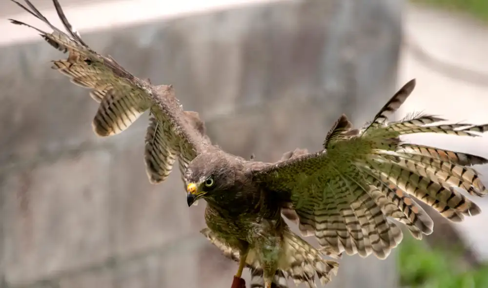 El ave ha sido el primero en su tipo en recibir este trasplante dentro de la clínica veterinaria del MARN. Foto: AFP El ave ha sido el primero en su tipo en recibir este trasplante dentro de la clínica veterinaria del MARN. Foto: AFP