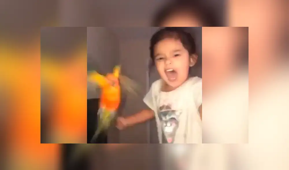 YouTube viral: temible loro es entrenado por una niña para que ataque cuando ella se lo pide [VIDEO]
