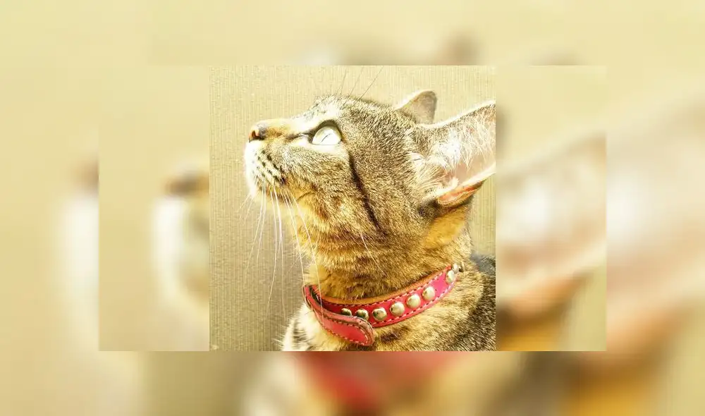 20 de febrero: Día internacional del gato, ¿por qué se celebra esta fecha? [FOTOS]