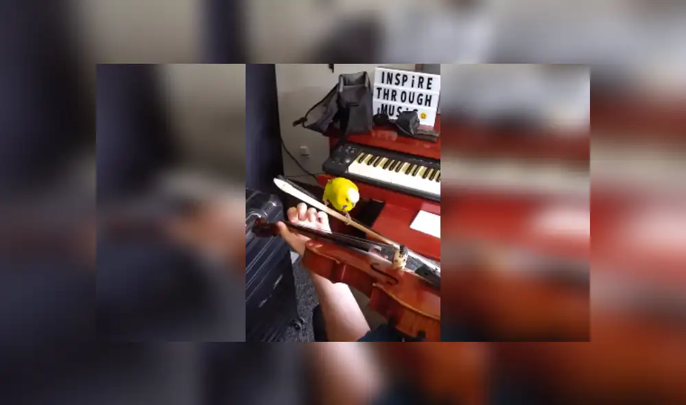 Desliza las imágenes para ver más detalles del curioso comportamiento de este lorito. (Foto: captura / TikTok)