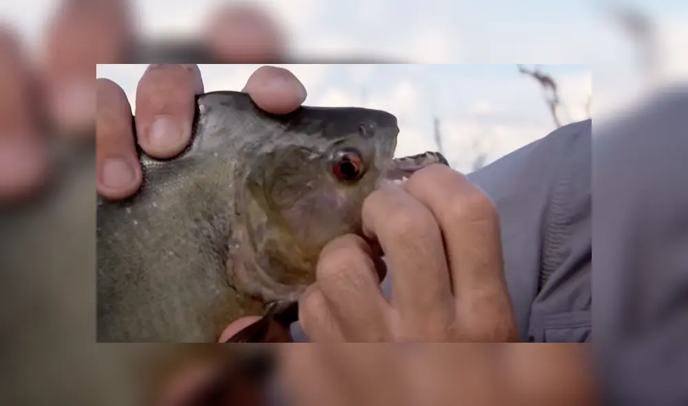 Pescador ingresa a peligrosa playa de Brasil para atrapar a peligrosa criatura marina que atacó a bañistas. Pescador ingresa a peligrosa playa de Brasil para atrapar a peligrosa criatura marina que atacó a bañistas.